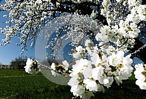 Branch with snow-white cherry blossoms and blue sky as background 1