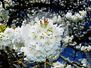 Branch with snow-white cherry blossoms and blue sky as background 3