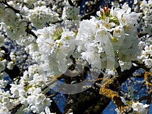 Branch with snow-white cherry blossoms and blue sky as background 4