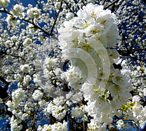 Branch with snow-white cherry blossoms and blue sky as background 5