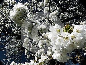 Branch with snow-white cherry blossoms and blue sky as background 5