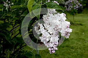 A branch of snow-white lilac in the arboretum of the Botanical Garden of Canada Burlington