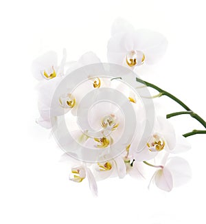 Branch of snow white orchids isolated on white.