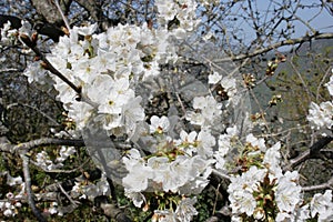 Branch of soft cherry blossoms