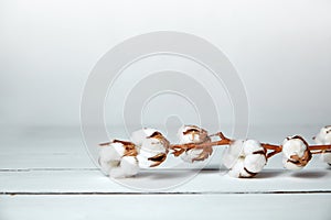 A branch of soft cotton flowers is lying on a white wooden table with copy space