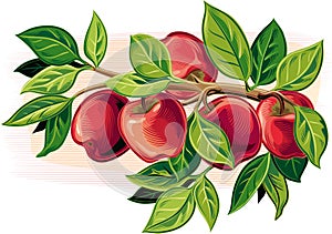 Branch with some ripe apples.