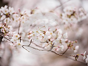 Branch of Somei Yoshino Sakura, Nagoya, Japan