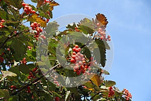 Branch of Sorbus aria with berries against blue sky