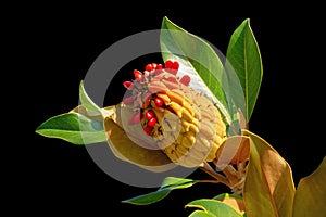 Branch of a southen magnolia tree with leaves, fruit and seeds isolated on black background photo