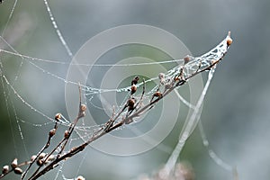 Branch with spider cobweb