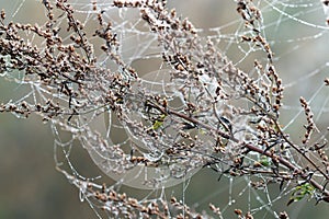 Branch with spider cobweb and dew drops