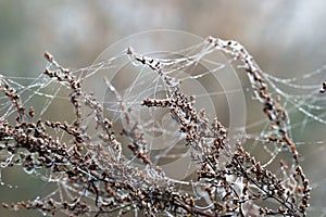 Branch with spider cobweb and dew drops