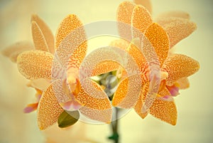 A branch of spotted orange Mokara Orchid.