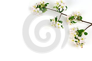 branch of spring apple blossom on a white background.