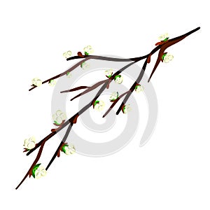 A branch of a spring apple tree with white flowers.