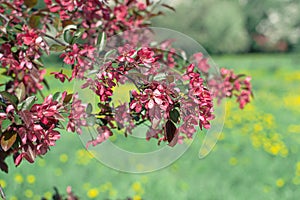 A branch of spring blooming apple tree with bright pink red flowers blooms in the park against a background of light grass