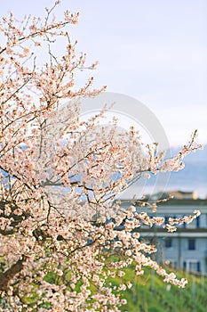 Branch of spring blooming tree