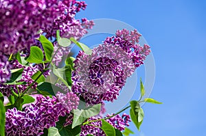 Branch with spring blossoms pink lilac flowers, blooming floral background.