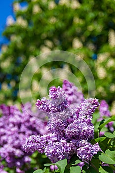 Branch with spring blossoms pink lilac flowers, blooming floral background.