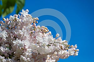 Branch with spring blossoms white lilac flowers, blooming floral background.