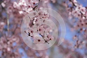 branch spring, details of cherry blossoms with beautiful pink pe