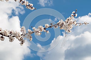 Branch of spring flowering apple tree with blue sky background