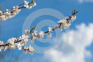 Branch of spring flowering apple tree with blue sky background