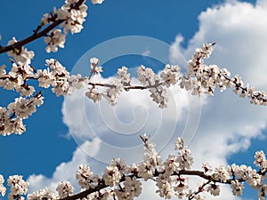 Branch of spring flowering apple tree with blue sky background