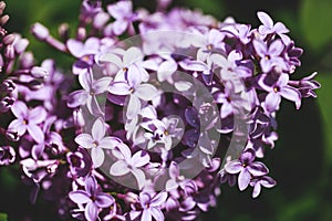 Branch with spring lilac flowers