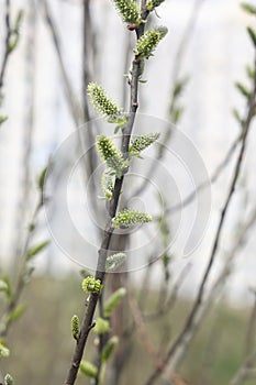 Branch in spring nature, blooming flowering buds, willow branches, spring background