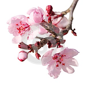 Branch of spring plum blossom with pink flowers