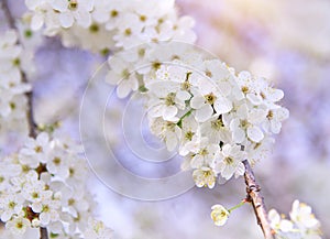 Rama de primavera blanco un árbol 