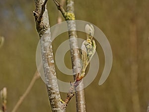 Branch with sprouting leafs of a speckled alder tree