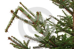 Branch of the spruce