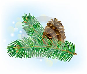 Branch of spruce with pine cone