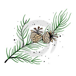 The branch of spruce and pine cones. Vector illustration. New year holiday