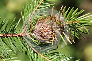 Branch of spruce with Pineapple gall adelgid or Adelges abietis photo