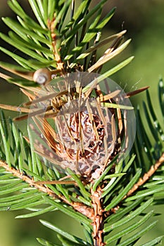 Branch of spruce with Pineapple gall adelgid or Adelges abietis