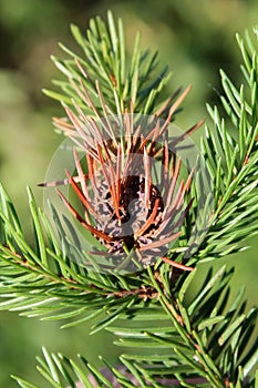 Branch of spruce with Pineapple gall adelgid or Adelges abietis photo