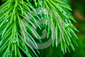 A branch of spruce with raindrops on it