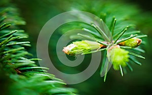 Branch of spruce with sprouts in spring time