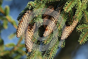 A branch of a Spruce, Tree, Sitka, Picea sitchensis, growing in woodland in the UK.