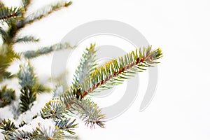 Branch of spruce tree with white snow. Winter spruce tree in the frost.Layer of snow on branches of spruce with hoar-frost.Fir-