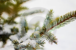 Branch of spruce tree with white snow. Winter spruce tree in the frost.Layer of snow on branches of spruce with hoar-frost.Fir-