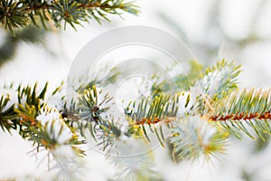 Branch of spruce tree with white snow. Winter spruce tree in the frost.Layer of snow on branches of spruce with hoar-frost.Fir-