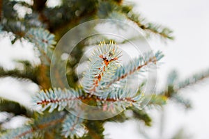 Branch of spruce tree with white snow. Winter spruce tree in the frost.Layer of snow on branches of spruce with hoar-frost.Fir-