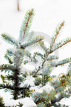 Branch of spruce tree with white snow. Winter spruce tree in the frost.Layer of snow on branches of spruce with hoar-frost.Fir-