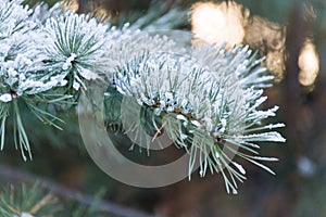 Branch of spruce tree with white snow. Winter spruce tree in the frost.Layer of snow on branches of spruce with hoar photo