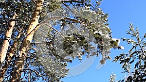 Branch of spruce in the winter forest developing in the wind