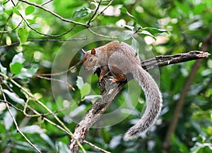 Branch Squirrel